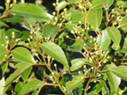 VERONICA TEPIXTLE